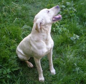 Labrador
