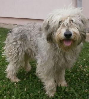 Nalezen pes briard bílošedé barvy