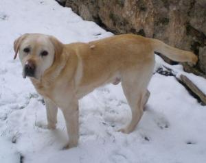 V Borku odchycen labrador