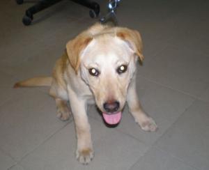 Odchycený labrador