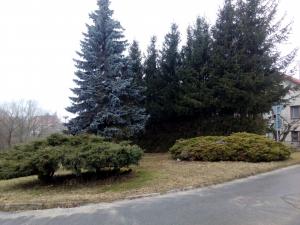 Dačice - úprava zeleně